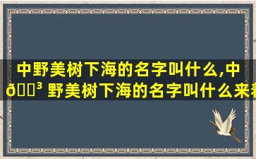 中野美树下海的名字叫什么,中 🌳 野美树下海的名字叫什么来着